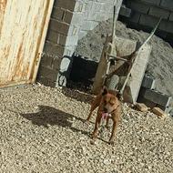 پیتبول تریر ماده میخوام برای جفت زدن