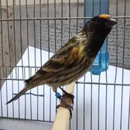 سهره گلبسر نر جوجه قفس قرص بخون