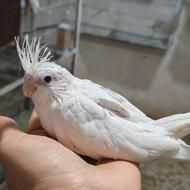 آلبینو دوکت سرلاکی