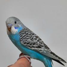 مرغ عشق فروشی