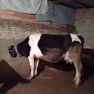 گاو با گوساله نر