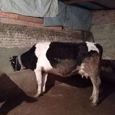 گاو با گوساله نر