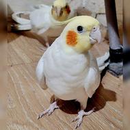 عروس هلندی با قفس