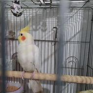 پرنده عروس هلندی