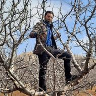 هرس کاری و قطره ای