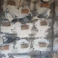 کبوترپرشی تضمینی