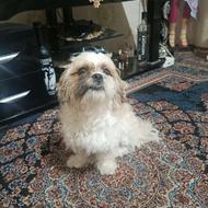 واگذاری سگ شیتزونر