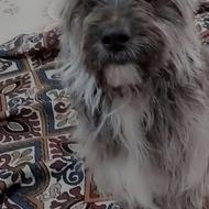 سگ شیتزو بازیگوش رنگ کمیاب