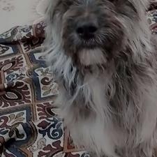 سگ شیتزو بازیگوش رنگ کمیاب