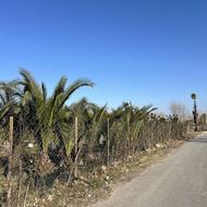 نخل فونیکس ریشه پرس