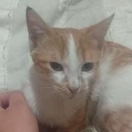 بچه گربه 4 ماهه