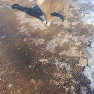 واگذار توله سگ زرنگه