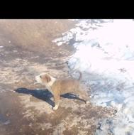 توله سگ زرنگ واگذاری