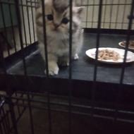 توله گربه بریتیش ماده