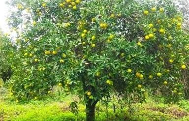 زمین بافت و چسبیده به بافت