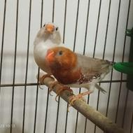 فنچ کینگ هاف اورنج