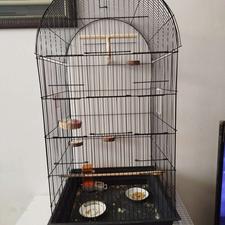 قفس و مرغ عشق