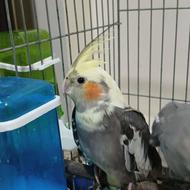 یک عروس هلندی 4 ماه سر حال نره تماس فوری