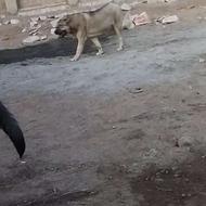 واگذاری دو قلاده سگ