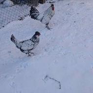 فروش مرغ و خروس زینتی اپنزلر سیلور