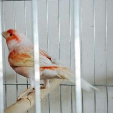 قناری نر ردفاکتور