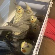 جوجه عروس هلندی