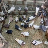 کبوتر پرشی نوک ریز قزوینی و رنگی