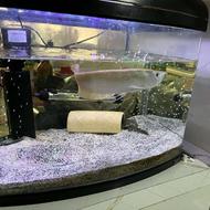 آکواریوم سالم