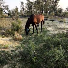 اسب قهوه‌ای