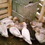 جوجه اوردک روسی و اورک رشتی مرواریدی