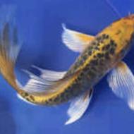 ماهی آکواریومی گلدفیش و کوی