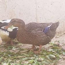 اردک تخمگذار ماده