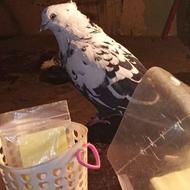 یک جفت کفتر تزعینی وپرشی آماده به تخمگذاری