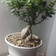 تعدادی گل های آپارتمانی زامفولیا سبز وبلک دیفن باخیا بنسای و