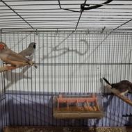 فنچ و مرغ عشق مولد