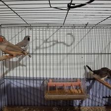 فنچ و مرغ عشق مولد