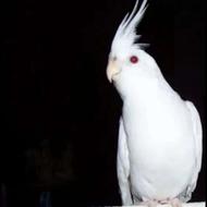 عروس هلندی البینو