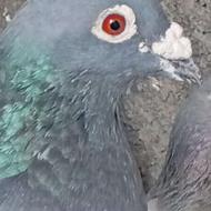 پلاکی نر خرقه دمسبز ماده