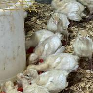 بهترین نژادبوقلمون گوشتی 10روزه واکسن خورده آماده پروار