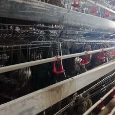 کار در باغ پرندگان