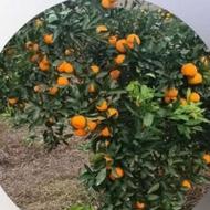 خریدار پرتغال سردرختی تامسون خونی نارنگی وغیره