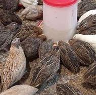 جوجو بلدرچین 18 روز موجود