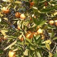 پرتقال محلی