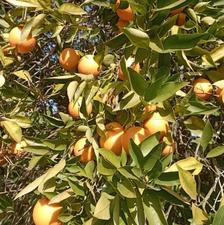 پرتقال محلی