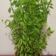 گل آپارتمانی بزرگ سرحال