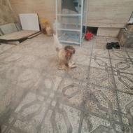 خروس پاپر خوشگل