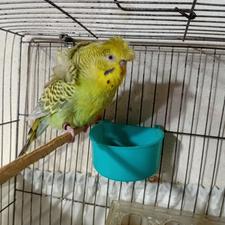 مرغ عشق پروانه ایی