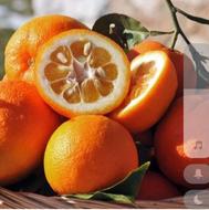 نارنج شمارو بالاترین نرخ روز خریداریم