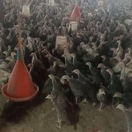 فروش بوقلمون برنز و بوربون