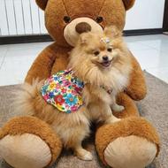 نظافت منزل پخت وپز